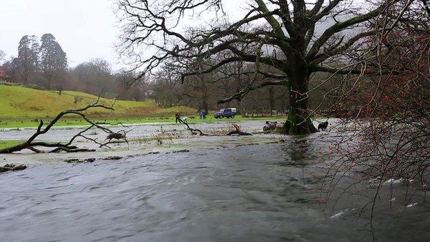 Sheep dog rescue