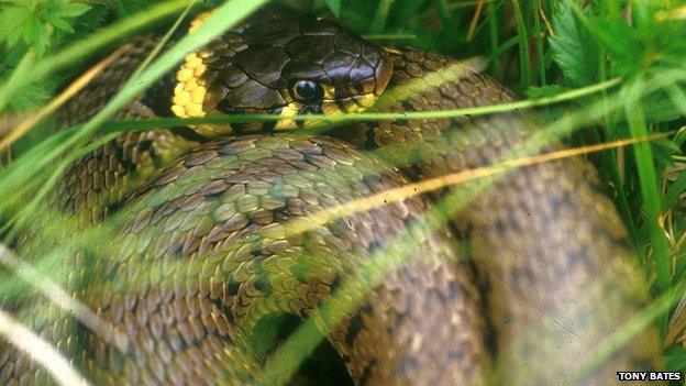 Grass snake