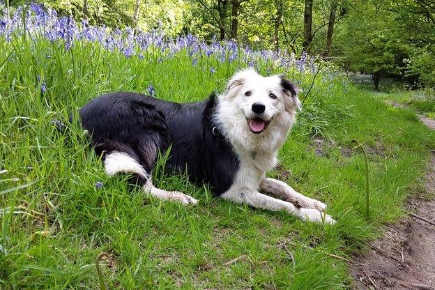 Buddy the dog
