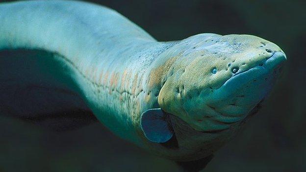 Electric eel