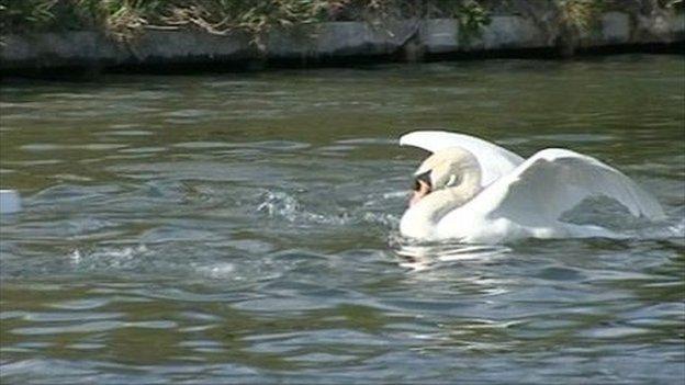 Mr Asbo, the Cambridge Swan