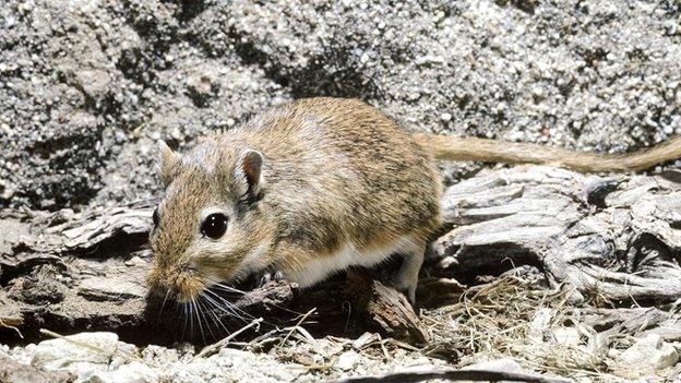 Giant gerbil