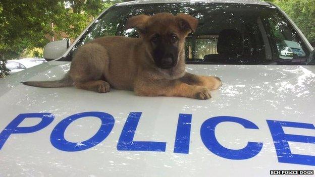 Blade, police dog puppy on police car bonnet