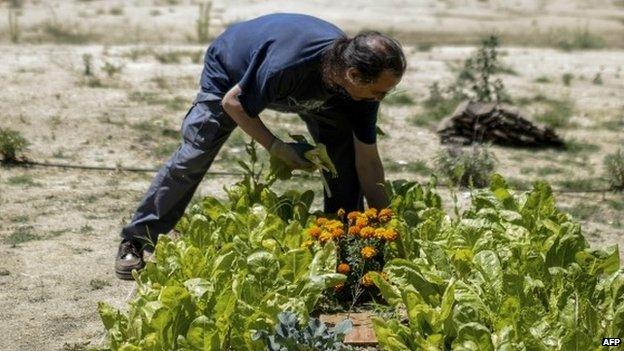 Urban gardener in Madrid