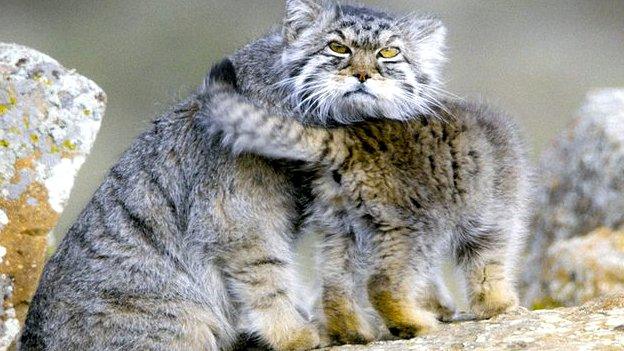 Pallas's cat