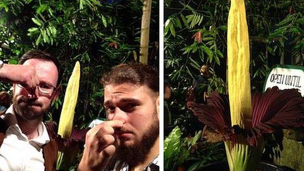 Visitors to see the titan arum