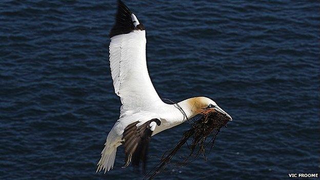 Gannet