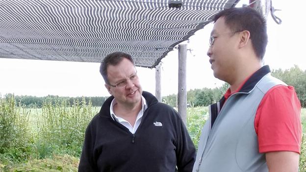 Will Hsu, right, and Jonty Bloom among the ginseng crop