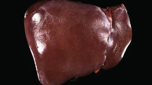 Liver