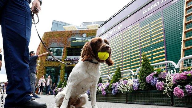 Dog with Wimbledon ball