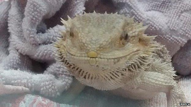 Bearded dragon