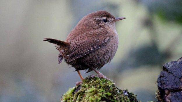 Wren (c) Steve Willis/Durham University