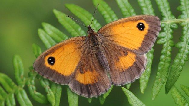 Gatekeeper (c) Mark Searle/Butterfly Conservation