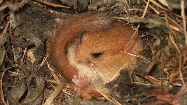 Sleeping dormouse