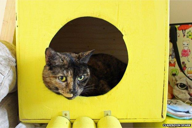 Cat in a box at Cats, Cakes and Coffee