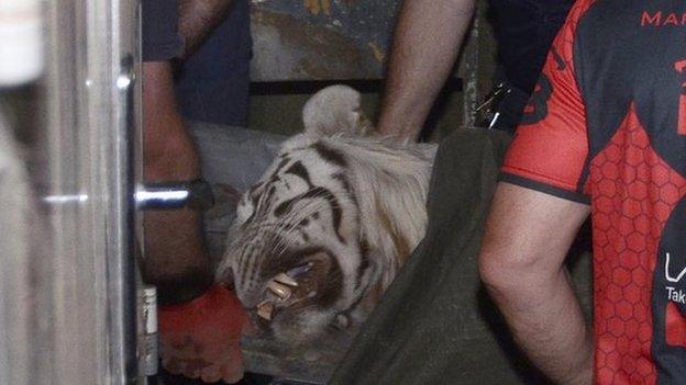 A policeman stands next to a white tiger killed by police in Tbilisi, Georgia on 17 June, 2015