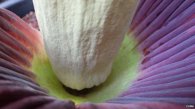 View inside the titan arum