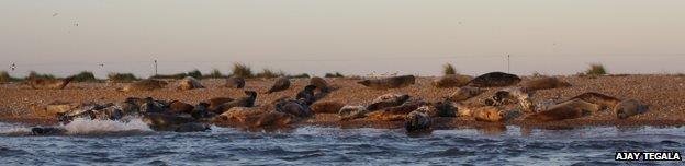 Common seals on Blakeney Point