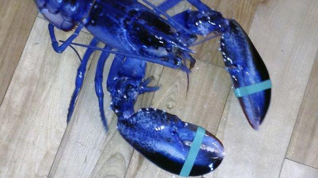 Rare blue lobster