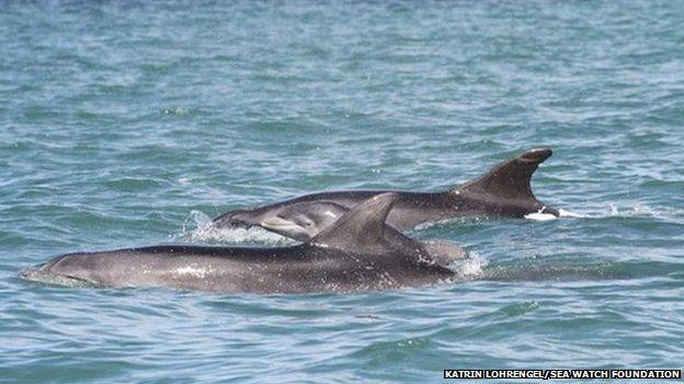 Two dolphins and a calf