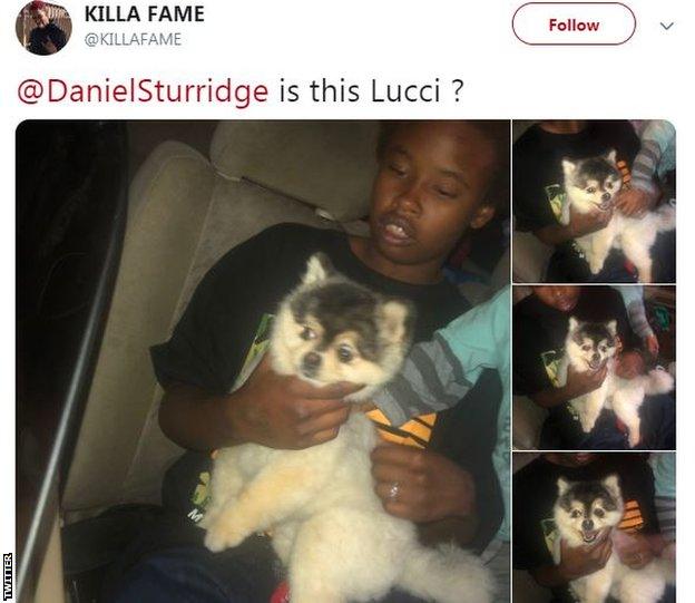 Tweet of Daniel Sturridge's dog Lucci