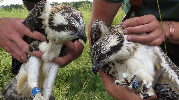 100th and 101st Rutland osprey chicks