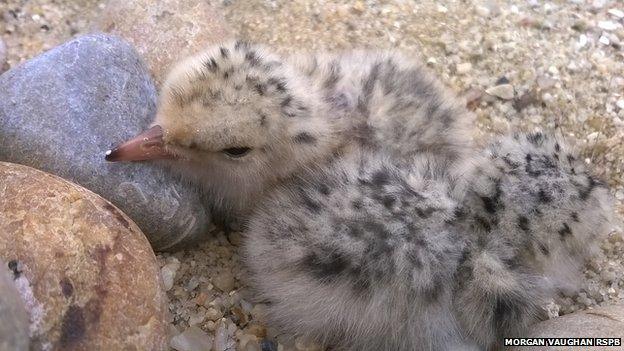 Litttle Tern chicks