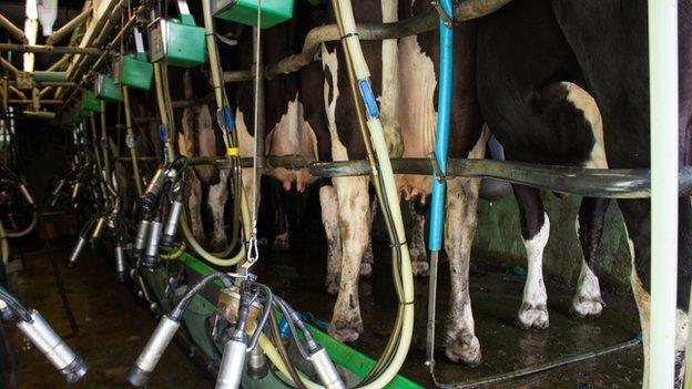 Dairy cows in a milking parlour