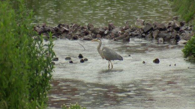 A bird on Connswater river in east Belfast