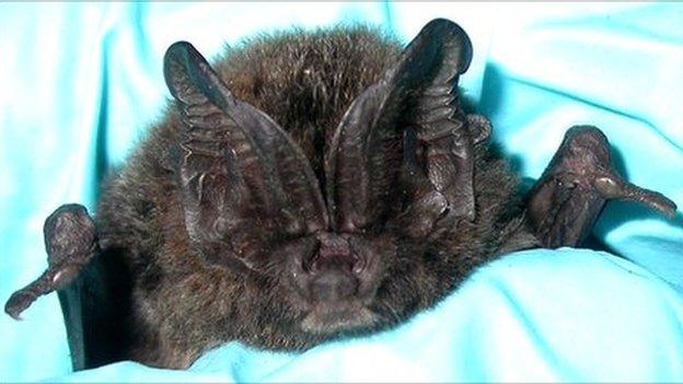 A Barbestelle bat