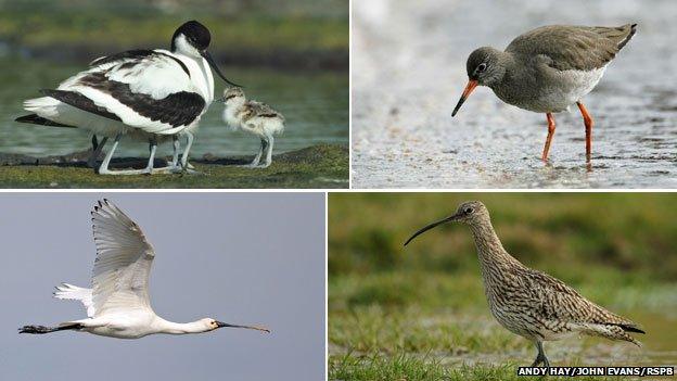 Avocet, redshank, curlew, spoonbill