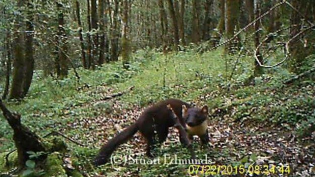 A still from the first confirmed video footage of an English pine marten.