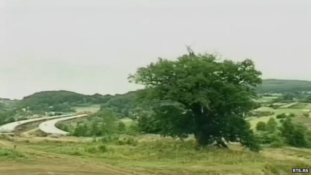 A view of the oak tree with the road in the background