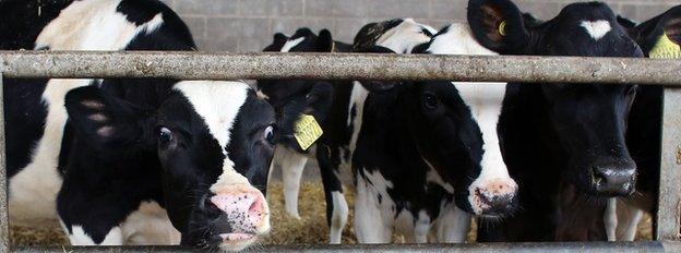 Calves in a cow shed