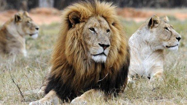 A lion and a lioness rest at Lion Park, near Pretoria, on June 29, 2010.