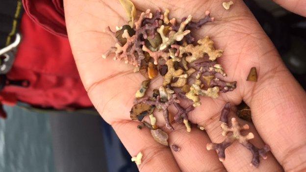 Some of the maerl found off the coast of Rathlin Island.