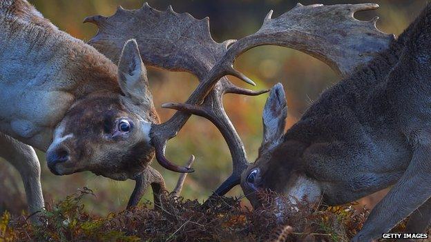 Stags during the autumn rut