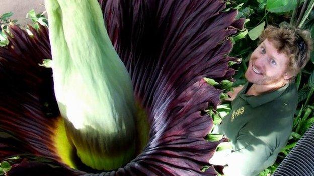 Titan arum at Paignton Zoo