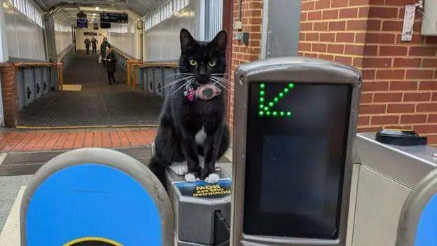 a black cat on a ticket barrier at a train station