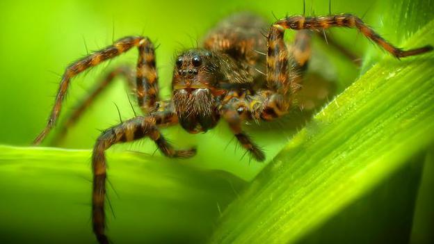 Close-up shot of a dark-coloured spotted wolf spider with darker brown markings or spots walking on a green leaf
