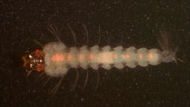 Genetically engineered mosquito larva (Image: Michael Riehle, University if Arizona)