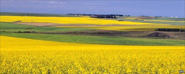 Canola field