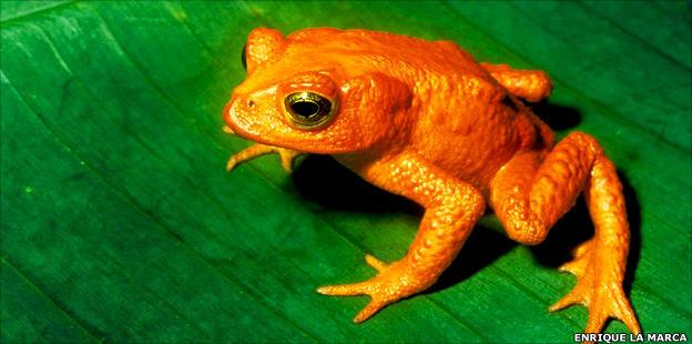 Golden toad