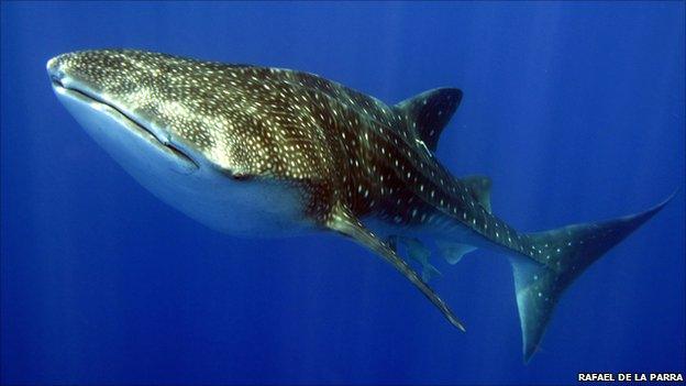 Whale shark