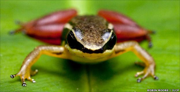 New species of rocket frog