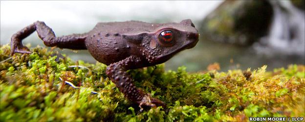 New species of red-eyed toad