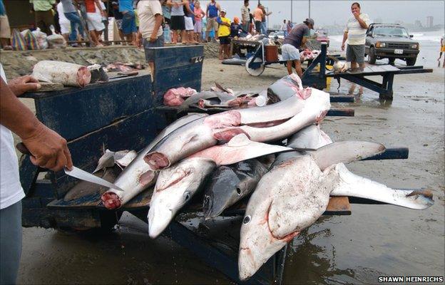 Dead sharks on beach