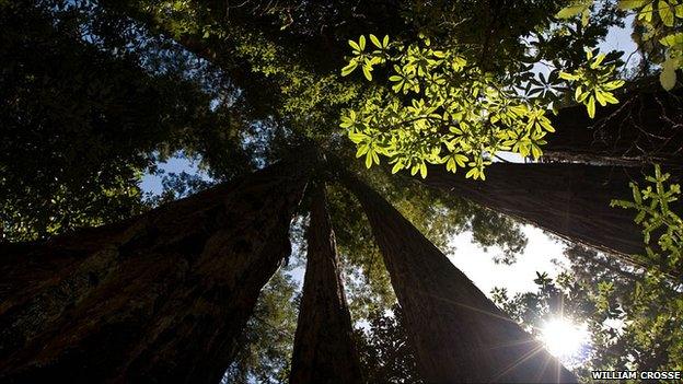 Redwoods