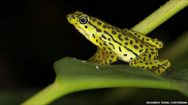 Rio Pescado stubfoot toad