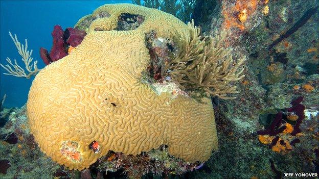 Healthy brain coral, Bahamas